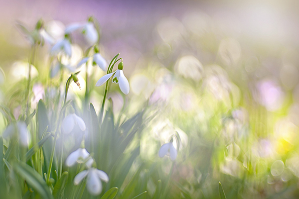 Tapahtuman oletuskuva